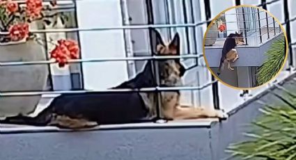 VIDEO | Perrito se queda colgando del balcón y su dueña lo rescata de último minuto antes de caer