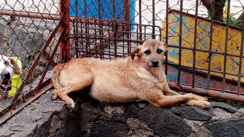 Varios animales llegaron enfermos y en condiciones deplorables.