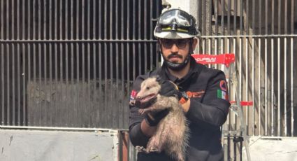 Rescatan a tlacuache atrapado en alambre de púas en el Centro de Monterrey