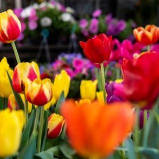 Listo campo mexicano con la flor, para la festividad el 14 de febrero