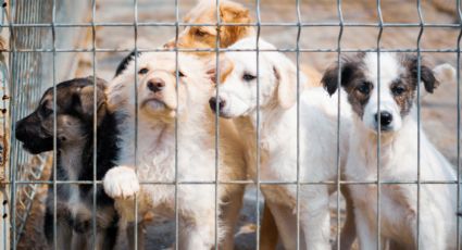 Denuncian presunto maltrato y cobros irregulares en el Centro de Bienestar Animal de San Pedro