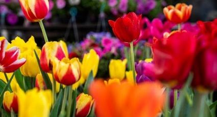 Listo campo mexicano con la flor, para la festividad el 14 de febrero