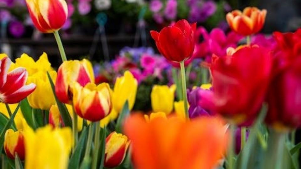 La rosa se mantiene como la flor más popular.