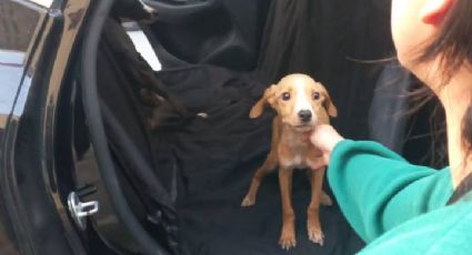 Rescatan a tres perritos en condiciones de maltrato en Valle de Infonavit, en Monterrey