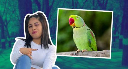 Lupita Tiktok pide ayuda para encontrar a su cotorro Roko extraviado en Monterrey