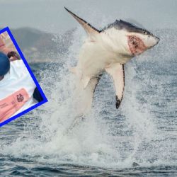 Tiburón muerde a nieto de Lupita D’Alessio en Tulum y enciende alerta por ataques cerca de la orilla