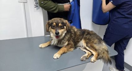 Investigan caso de maltrato animal en Zuazua; trasladan a “Choco” para valoración médica