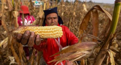 Estados Unidos anuncia inversión estratégica en investigación agrícola en México