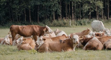 Estados Unidos y México lanzan campaña conjunta contra el gusano barrenador del ganado