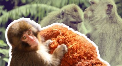 Caso Punch: La triste razón por la que el mono del peluche fue arrastrado por su manada