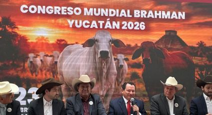 Yucatán será sede del XXII Congreso Mundial Brahmán 2026
