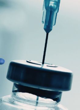 Mario Zamora propone legalizar la amapola medicinal en Sinaloa para combatir la violencia