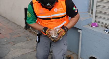 Rescatan a gato atrapado en tubería de desagüe en colonia Talleres de Monterrey