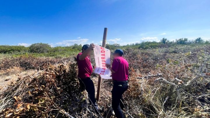 Profepa aplica clausura temporal en predio de Chelem Puerto por falta de autorizaciones ambientales