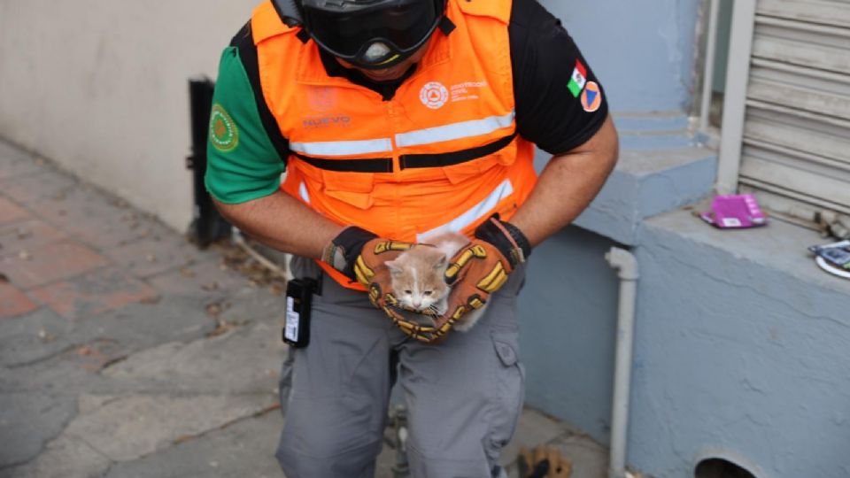 Elementos de Protección Civil Nuevo León rescataron a un gato atrapado en una tubería de desagüe en la colonia Talleres, en Monterrey.