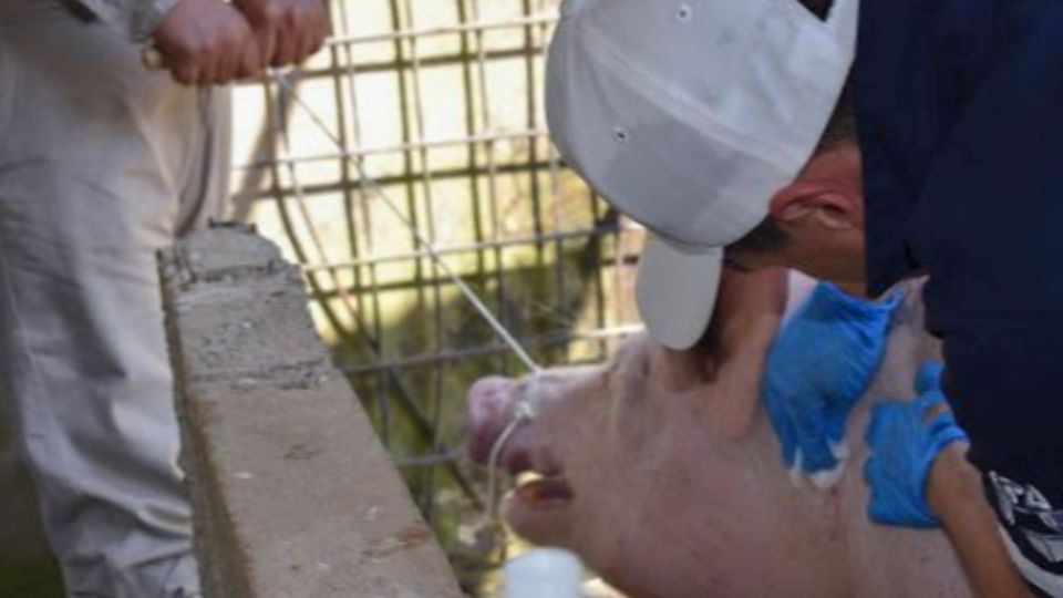 En ese periodo se liberaron más de 261 millones de moscas estériles.