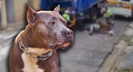 Pitbull escapa de una casa y ataca a dos recolectores de basura en Sao Paulo