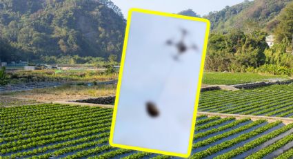 Granjero provoca corte de energía, tras intentar transportar un cerdo con dron