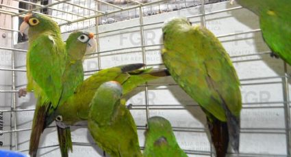 Vinculan a proceso a pareja que ofertaba aves exóticas en Morelos