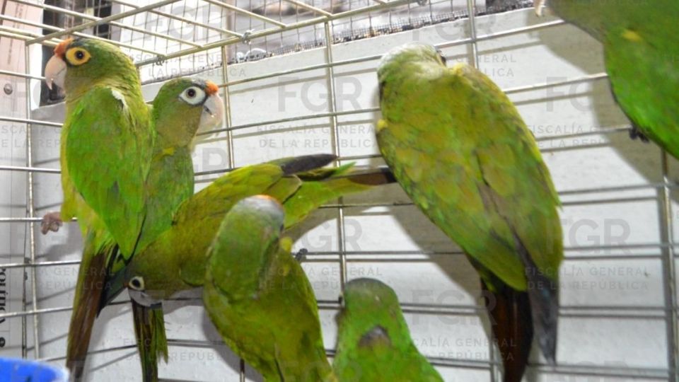 La Fiscalía General de la República obtuvo auto de vinculación a proceso en contra de José “N” y Yanin “N”, por delito contra la biodiversidad en la modalidad de posesión de fauna silvestre.