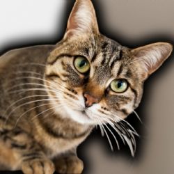 Ni suerte ni reflejos: La anatomía detrás de los gatos cayendo de pie al fin se revela