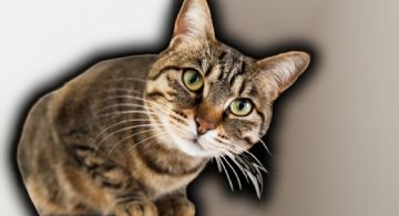 Ni suerte ni reflejos: La anatomía detrás de los gatos cayendo de pie al fin se revela