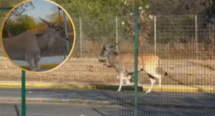 VIDEO: Aseguran a antílope que deambulaba suelto cerca del Estadio BBVA, ¿se escapó de La Pastora?