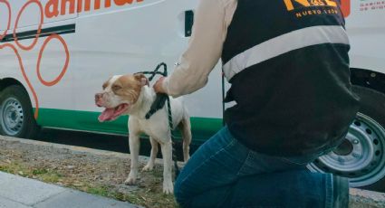 Rescatan a perro de 13 años víctima de maltrato en Guadalupe; hay una querella ante Fiscalía
