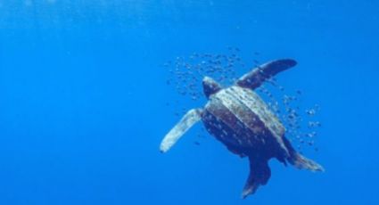 Rescate prioritario en Oaxaca: Salvan a tortuga laúd varada lejos de la costa