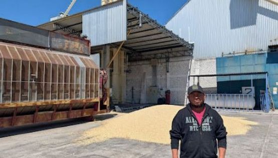 Dispersa SADER más de mil 151 mdp para incentivo al maíz blanco del ciclo Primavera-Verano 2025