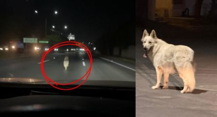 VIDEO | Abandonan a perro en plena Carretera Nacional; testigo pide ayuda para identificarlos a los responsables