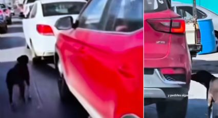 Abandono de perro en Apodaca llega a la Fiscalía: Secretaría de Medio Ambiente presenta denuncia