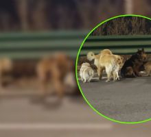 VIDEO | Perros escapan de traficantes en China: La conmovedora historia del Corgi que lideró
