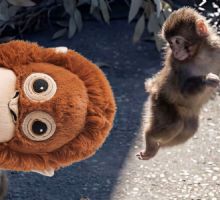 VIDEO | El tierno avance de Punch: El macaco que cambió su peluche por una nueva compañía