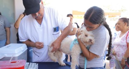 Inicia en NL jornada contra dengue, chikungunya y vacunación antirrábica gratuita