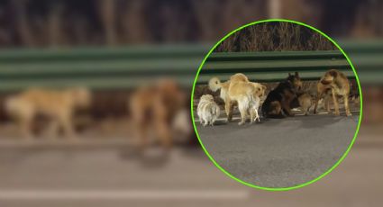 VIDEO | Perros escapan de traficantes en China: La conmovedora historia del Corgi que lideró a su manada