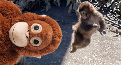VIDEO | El tierno avance de Punch: El macaco que cambió su peluche por una nueva compañía
