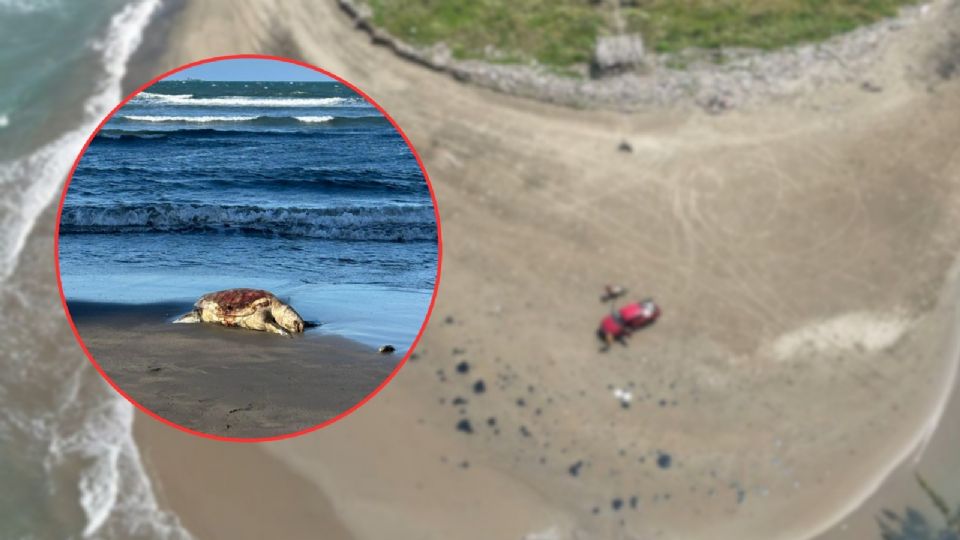 El derrame de petróleo en Veracruz ha provocado la muerte masiva de especies en la Laguna del Ostión y zonas arrecifales.