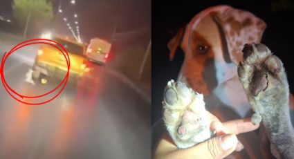 Conductor arrastra a perro atado a su camioneta en García; ya se encuentra detenido