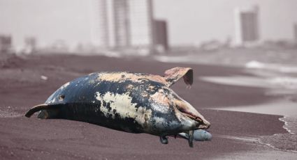 Crisis de transparencia: Greenpeace denuncia grave derrame de hidrocarburo en Campeche