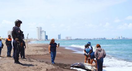 Gobierno federal asegura que contaminación en el Golfo de México está bajo control