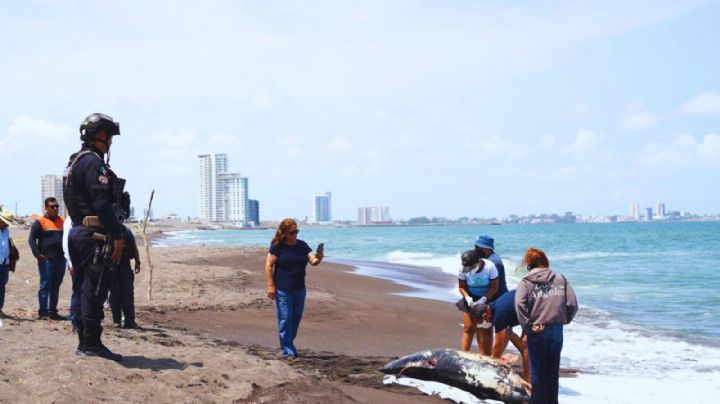 Gobierno federal asegura que contaminación en el Golfo de México está bajo control