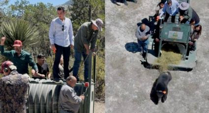 Liberan a oso Tadeo tras meses de recuperación en Nuevo León