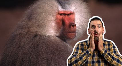 Reportan babuino suelto en el municipio de Santiago; recomiendan a la población no acercarse