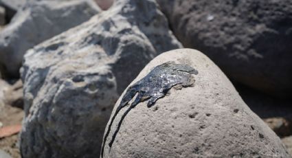 Derrame de Hidrocarburos en Veracruz: Impacto y recuperación marina