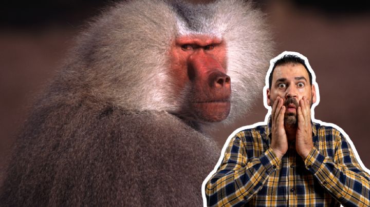 Reportan babuino suelto en el municipio de Santiago; recomiendan a la población no acercarse