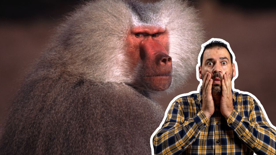 Un presunto babuino fue captado caminando sobre una barda en la comunidad La Boca, en Santiago, Nuevo León.