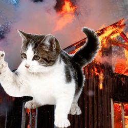 VIDEO | Bomberos en California logran milagroso rescate de gatos rescatados tras incendio