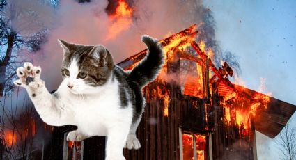 VIDEO | Bomberos en California logran milagroso rescate de gatos rescatados tras incendio