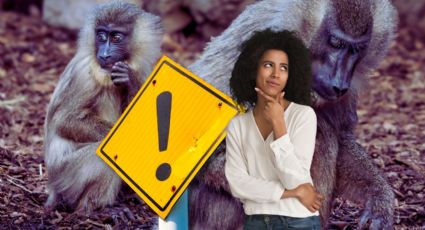 Todo lo que debes saber sobre los riesgos de un mandril suelto en Santiago